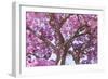 Brazil, Mato Grosso, the Pantanal. Trunks and Blossoms Inside the Pink Ipe Tree in Bloom-Ellen Goff-Framed Photographic Print