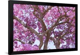 Brazil, Mato Grosso, the Pantanal. Trunks and Blossoms Inside the Pink Ipe Tree in Bloom-Ellen Goff-Framed Photographic Print