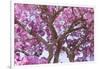 Brazil, Mato Grosso, the Pantanal. Trunks and Blossoms Inside the Pink Ipe Tree in Bloom-Ellen Goff-Framed Photographic Print