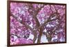 Brazil, Mato Grosso, the Pantanal. Trunks and Blossoms Inside the Pink Ipe Tree in Bloom-Ellen Goff-Framed Photographic Print