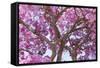 Brazil, Mato Grosso, the Pantanal. Trunks and Blossoms Inside the Pink Ipe Tree in Bloom-Ellen Goff-Framed Stretched Canvas