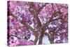 Brazil, Mato Grosso, the Pantanal. Trunks and Blossoms Inside the Pink Ipe Tree in Bloom-Ellen Goff-Stretched Canvas