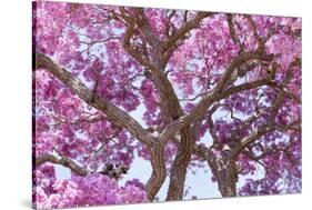 Brazil, Mato Grosso, the Pantanal. Trunks and Blossoms Inside the Pink Ipe Tree in Bloom-Ellen Goff-Stretched Canvas