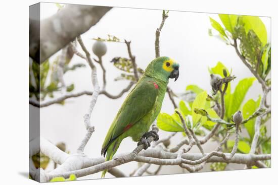 Brazil, Mato Grosso, the Pantanal, Turquoise-Fronted Amazon in Tree-Ellen Goff-Stretched Canvas