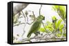 Brazil, Mato Grosso, the Pantanal, Turquoise-Fronted Amazon in Tree-Ellen Goff-Framed Stretched Canvas