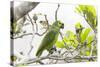 Brazil, Mato Grosso, the Pantanal, Turquoise-Fronted Amazon in Tree-Ellen Goff-Stretched Canvas