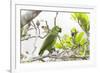 Brazil, Mato Grosso, the Pantanal, Turquoise-Fronted Amazon in Tree-Ellen Goff-Framed Photographic Print