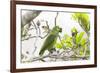 Brazil, Mato Grosso, the Pantanal, Turquoise-Fronted Amazon in Tree-Ellen Goff-Framed Photographic Print