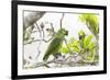 Brazil, Mato Grosso, the Pantanal, Turquoise-Fronted Amazon in Tree-Ellen Goff-Framed Photographic Print