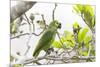 Brazil, Mato Grosso, the Pantanal, Turquoise-Fronted Amazon in Tree-Ellen Goff-Mounted Photographic Print