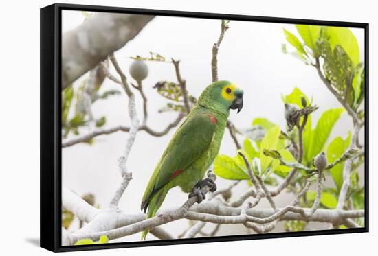 Brazil, Mato Grosso, the Pantanal, Turquoise-Fronted Amazon in Tree-Ellen Goff-Framed Stretched Canvas