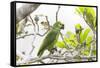 Brazil, Mato Grosso, the Pantanal, Turquoise-Fronted Amazon in Tree-Ellen Goff-Framed Stretched Canvas