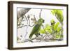 Brazil, Mato Grosso, the Pantanal, Turquoise-Fronted Amazon in Tree-Ellen Goff-Framed Photographic Print