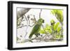 Brazil, Mato Grosso, the Pantanal, Turquoise-Fronted Amazon in Tree-Ellen Goff-Framed Photographic Print