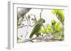 Brazil, Mato Grosso, the Pantanal, Turquoise-Fronted Amazon in Tree-Ellen Goff-Framed Photographic Print