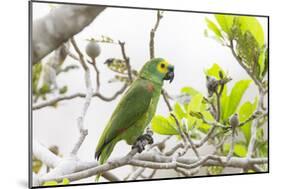 Brazil, Mato Grosso, the Pantanal, Turquoise-Fronted Amazon in Tree-Ellen Goff-Mounted Photographic Print