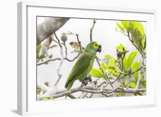 Brazil, Mato Grosso, the Pantanal, Turquoise-Fronted Amazon in Tree-Ellen Goff-Framed Photographic Print