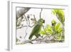 Brazil, Mato Grosso, the Pantanal, Turquoise-Fronted Amazon in Tree-Ellen Goff-Framed Photographic Print