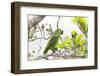 Brazil, Mato Grosso, the Pantanal, Turquoise-Fronted Amazon in Tree-Ellen Goff-Framed Photographic Print