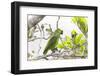 Brazil, Mato Grosso, the Pantanal, Turquoise-Fronted Amazon in Tree-Ellen Goff-Framed Photographic Print