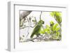 Brazil, Mato Grosso, the Pantanal, Turquoise-Fronted Amazon in Tree-Ellen Goff-Framed Photographic Print