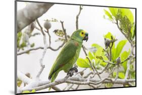 Brazil, Mato Grosso, the Pantanal, Turquoise-Fronted Amazon in Tree-Ellen Goff-Mounted Photographic Print