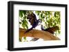 Brazil, Mato Grosso, the Pantanal. Two Hyacinth Macaws Playing in a Tree-Ellen Goff-Framed Photographic Print