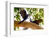 Brazil, Mato Grosso, the Pantanal. Two Hyacinth Macaws Playing in a Tree-Ellen Goff-Framed Photographic Print