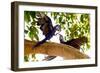 Brazil, Mato Grosso, the Pantanal. Two Hyacinth Macaws Playing in a Tree-Ellen Goff-Framed Photographic Print