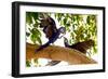 Brazil, Mato Grosso, the Pantanal. Two Hyacinth Macaws Playing in a Tree-Ellen Goff-Framed Photographic Print