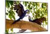 Brazil, Mato Grosso, the Pantanal. Two Hyacinth Macaws Playing in a Tree-Ellen Goff-Mounted Photographic Print