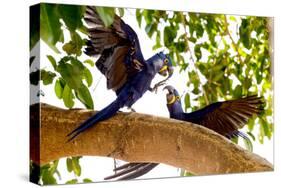 Brazil, Mato Grosso, the Pantanal. Two Hyacinth Macaws Playing in a Tree-Ellen Goff-Stretched Canvas