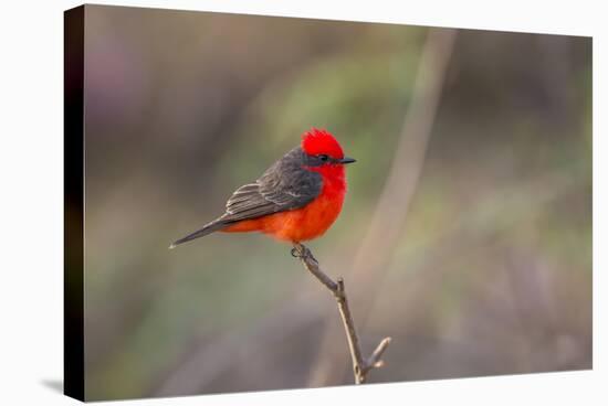 Brazil, Mato Grosso, the Pantanal. Vermillion Flycatcher Portrait-Ellen Goff-Stretched Canvas