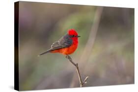 Brazil, Mato Grosso, the Pantanal. Vermillion Flycatcher Portrait-Ellen Goff-Stretched Canvas