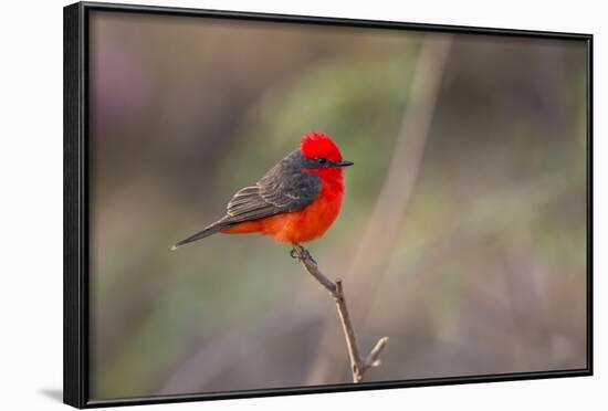 Brazil, Mato Grosso, the Pantanal. Vermillion Flycatcher Portrait-Ellen Goff-Framed Photographic Print