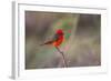 Brazil, Mato Grosso, the Pantanal. Vermillion Flycatcher Portrait-Ellen Goff-Framed Photographic Print