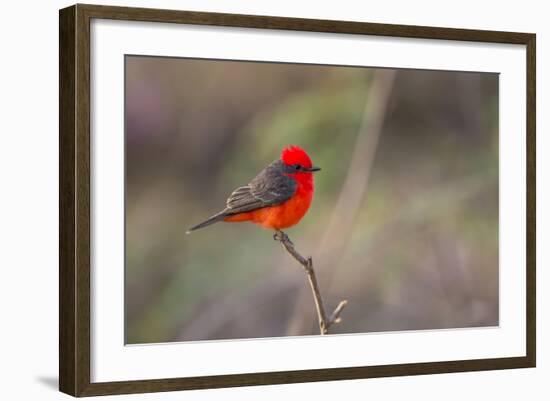 Brazil, Mato Grosso, the Pantanal. Vermillion Flycatcher Portrait-Ellen Goff-Framed Photographic Print