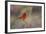 Brazil, Mato Grosso, the Pantanal. Vermillion Flycatcher Portrait-Ellen Goff-Framed Photographic Print