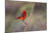 Brazil, Mato Grosso, the Pantanal. Vermillion Flycatcher Portrait-Ellen Goff-Mounted Photographic Print