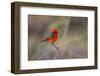 Brazil, Mato Grosso, the Pantanal. Vermillion Flycatcher Portrait-Ellen Goff-Framed Photographic Print