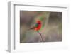 Brazil, Mato Grosso, the Pantanal. Vermillion Flycatcher Portrait-Ellen Goff-Framed Photographic Print