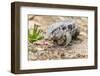 Brazil, Mato Grosso, the Pantanal. Walking Black Tegu-Ellen Goff-Framed Photographic Print