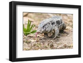 Brazil, Mato Grosso, the Pantanal. Walking Black Tegu-Ellen Goff-Framed Photographic Print