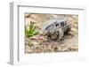 Brazil, Mato Grosso, the Pantanal. Walking Black Tegu-Ellen Goff-Framed Photographic Print