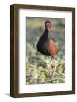 Brazil, Mato Grosso, the Pantanal. Wattled Jacana Portrait-Ellen Goff-Framed Photographic Print