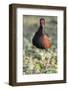 Brazil, Mato Grosso, the Pantanal. Wattled Jacana Portrait-Ellen Goff-Framed Photographic Print