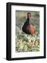 Brazil, Mato Grosso, the Pantanal. Wattled Jacana Portrait-Ellen Goff-Framed Photographic Print