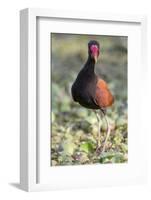 Brazil, Mato Grosso, the Pantanal. Wattled Jacana Portrait-Ellen Goff-Framed Photographic Print