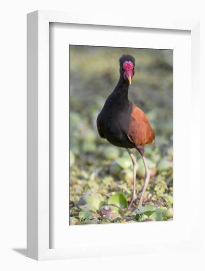 Brazil, Mato Grosso, the Pantanal. Wattled Jacana Portrait-Ellen Goff-Framed Photographic Print