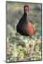 Brazil, Mato Grosso, the Pantanal. Wattled Jacana Portrait-Ellen Goff-Mounted Photographic Print